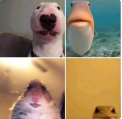Animals staring Meme Template