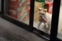 Shop-Lift Feline Meme Template