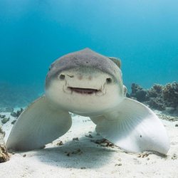 Smile shark Meme Template