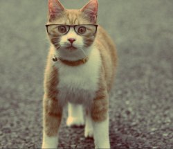 Cat with Glasses Meme Template