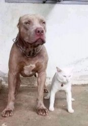 dog & cat Meme Template