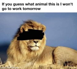 lion Meme Template