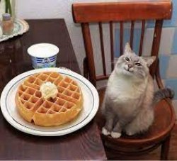 cat with waffles Meme Template