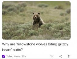 Yahoo News: Why are Yellowstone wolves biting grizzly bears' but Meme Template