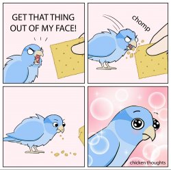 bird likes cracker Meme Template