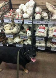 Dog is excited for bone Meme Template