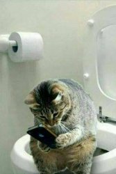 Cat phone toilet Meme Template