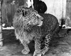 Leopon Meme Template