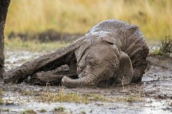 Dying elephant, the GOP after Trump Meme Template