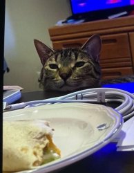 Can I Haz Burrito Meme Template
