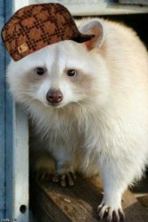 White Trash Panda with hat Meme Template