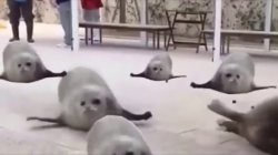 Bouncing seals Meme Template