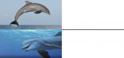 Dude dolphin Meme Template