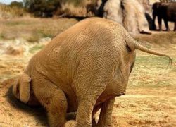 Elephant with head in the sand. GOP policy about everything. Meme Template