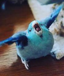 Blue angry parrot Meme Template