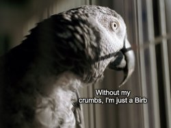 Without my crumbs, I'm just a Birb Meme Template