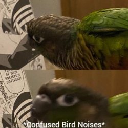 *confused bird noises* Meme Template