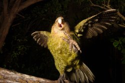 Opinionated Kakapo Meme Template