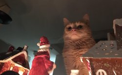 Cat pathetic looking at Christmas decorations Meme Template