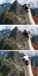 llama Meme Template