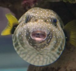 CutePufferfish Meme Template