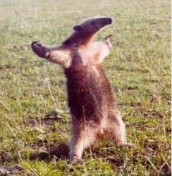 anteater_bring_it_on Meme Template