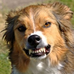 Angry Rabid Vicious Dog Canine Wolf Meme Template