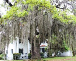 Spanish moss Meme Template