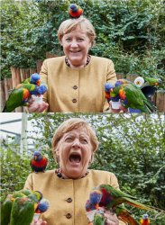 Merkel's Week Meme Template