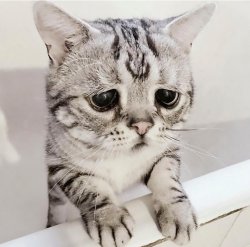 Sa cat Meme Template
