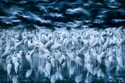 Where’s my Egrets? Meme Template