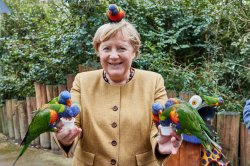 Merkel Papagei Meme Template