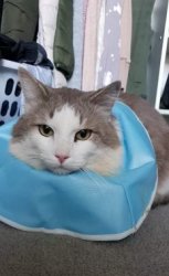 Claude Unimpressed Meme Template