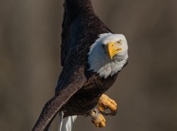 eagle Meme Template