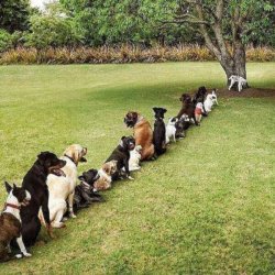 Dogs lined up to pee Meme Template
