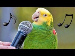 sing bird Meme Template