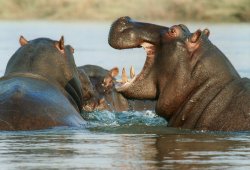 Hippo Laughing Meme Template