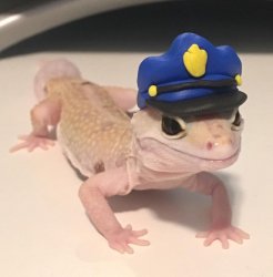 Officer Geck Meme Template