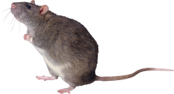 rat Meme Template