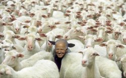 Biden sheep Meme Template