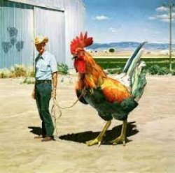 Big Cock Meme Template