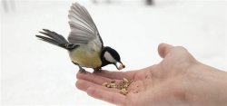 feeding the birds Meme Template