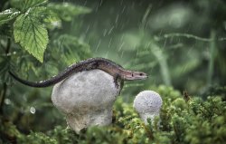 Rain lizard Meme Template