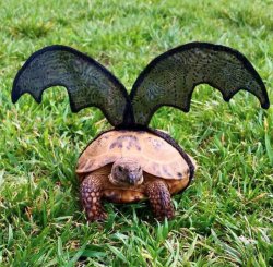 Bat Turtle Meme Template
