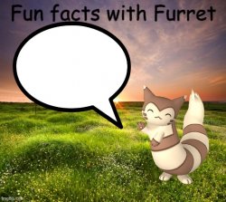 Fun facts with Furret Meme Template