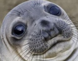 Seal Meme Template