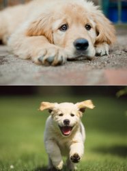 Sad Puppy, Happy Puppy 2 Meme Template