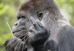 Sigma male gorilla Meme Template