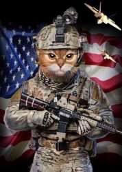 Soldier cat Meme Template