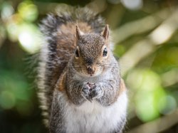 Squirrel Meme Template